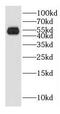 Galactose-3-O-Sulfotransferase 1 antibody, FNab03302, FineTest, Western Blot image 