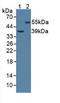 Cyclase Associated Actin Cytoskeleton Regulatory Protein 2 antibody, LS-C373024, Lifespan Biosciences, Western Blot image 