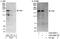 TRAF2 And NCK Interacting Kinase antibody, A302-695A, Bethyl Labs, Western Blot image 