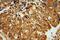 Nuclear Transport Factor 2 antibody, 15538-1-AP, Proteintech Group, Immunohistochemistry frozen image 