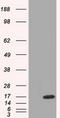 Tetratricopeptide Repeat Domain 32 antibody, LS-C115336, Lifespan Biosciences, Western Blot image 