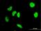 Interferon Regulatory Factor 2 antibody, H00003660-M04, Novus Biologicals, Immunofluorescence image 