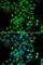 Ubiquitin Conjugating Enzyme E2 Z antibody, A7225, ABclonal Technology, Immunofluorescence image 