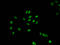 H1 Histone Family Member 0 antibody, LS-C673652, Lifespan Biosciences, Immunofluorescence image 