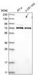 WD repeat-containing protein 26 antibody, PA5-55892, Invitrogen Antibodies, Western Blot image 