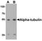 Tubulin Alpha 1a antibody, A03989, Boster Biological Technology, Western Blot image 