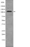 EPH Receptor B3 antibody, abx215191, Abbexa, Western Blot image 