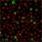 POU Class 2 Homeobox Associating Factor 1 antibody, NBP2-75753, Novus Biologicals, Immunofluorescence image 