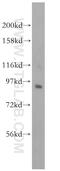 Semaphorin 4B antibody, 16934-1-AP, Proteintech Group, Western Blot image 