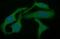 TGF beta antibody, NBP2-46108, Novus Biologicals, Immunofluorescence image 