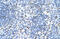 PCNA antibody, AVARP03018_T100, Aviva Systems Biology, Immunohistochemistry frozen image 