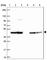 Stomatin Like 2 antibody, HPA062016, Atlas Antibodies, Western Blot image 