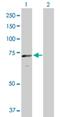 Cryptochrome Circadian Regulator 2 antibody, H00001408-B01P, Novus Biologicals, Western Blot image 