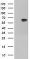 VICKZ family member 2 antibody, CF501269, Origene, Western Blot image 
