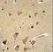 Glypican 5 antibody, LS-C166601, Lifespan Biosciences, Immunohistochemistry paraffin image 