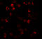 Dynamin 1 Like antibody, 7603, ProSci, Immunofluorescence image 