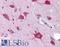 GRB2 Associated Regulator Of MAPK1 Subtype 1 antibody, LS-B4620, Lifespan Biosciences, Immunohistochemistry frozen image 