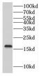 Mitochondrial fission process protein 1 antibody, FNab05418, FineTest, Western Blot image 