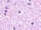 LPAR1 antibody, LS-A212, Lifespan Biosciences, Immunohistochemistry paraffin image 