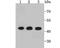ETS Proto-Oncogene 1, Transcription Factor antibody, A00931-4, Boster Biological Technology, Western Blot image 