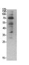 Ubiquitin A-52 Residue Ribosomal Protein Fusion Product 1 antibody, STJ96863, St John