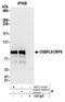 Oxysterol Binding Protein Like 9 antibody, NBP2-44280, Novus Biologicals, Western Blot image 