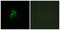 Adrenoceptor Alpha 2B antibody, abx013413, Abbexa, Immunofluorescence image 