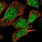 TRNA Splicing Endonuclease Subunit 2 antibody, PA5-55562, Invitrogen Antibodies, Immunofluorescence image 