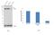 Valosin Containing Protein antibody, PA5-29638, Invitrogen Antibodies, Western Blot image 