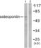 Secreted Phosphoprotein 1 antibody, abx013161, Abbexa, Western Blot image 