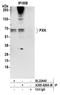 PX Domain Containing Serine/Threonine Kinase Like antibody, A305-626A-M, Bethyl Labs, Immunoprecipitation image 