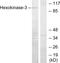 Hexokinase 3 antibody, LS-C118934, Lifespan Biosciences, Western Blot image 