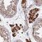 Olfactory Receptor Family 14 Subfamily J Member 1 antibody, PA5-61035, Invitrogen Antibodies, Immunohistochemistry paraffin image 