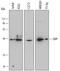 Macrophage Erythroblast Attacher antibody, MA5-24344, Invitrogen Antibodies, Western Blot image 