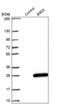 B9 domain-containing protein 2 antibody, PA5-59923, Invitrogen Antibodies, Western Blot image 