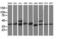 Cyclin Dependent Kinase 2 antibody, LS-C786032, Lifespan Biosciences, Western Blot image 