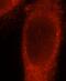 G Protein Subunit Alpha I2 antibody, FNab03532, FineTest, Immunofluorescence image 