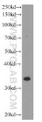 TNF Alpha Induced Protein 1 antibody, 60327-1-Ig, Proteintech Group, Western Blot image 