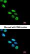 NOVA Alternative Splicing Regulator 1 antibody, orb73892, Biorbyt, Immunocytochemistry image 