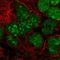 GPRIN Family Member 3 antibody, HPA043148, Atlas Antibodies, Immunofluorescence image 