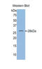 Toll Like Receptor 1 antibody, LS-C302551, Lifespan Biosciences, Western Blot image 