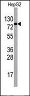 FOS Like 2, AP-1 Transcription Factor Subunit antibody, orb213946, Biorbyt, Western Blot image 