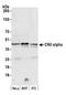 Casein Kinase 2 Alpha 1 antibody, A300-197A, Bethyl Labs, Western Blot image 