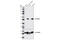 Tubulin Beta 3 Class III antibody, 5666S, Cell Signaling Technology, Western Blot image 