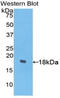 Platelet Derived Growth Factor C antibody, LS-C295955, Lifespan Biosciences, Western Blot image 