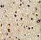 Tectonin Beta-Propeller Repeat Containing 1 antibody, LS-C100584, Lifespan Biosciences, Immunohistochemistry frozen image 