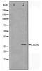 Claudin 2 antibody, TA347352, Origene, Western Blot image 