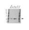 Thymidine Kinase 1 antibody, VPA00839, Bio-Rad (formerly AbD Serotec) , Western Blot image 