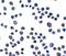 Sushi Domain Containing 3 antibody, A13447, Boster Biological Technology, Immunocytochemistry image 