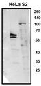 MLLT1 Super Elongation Complex Subunit antibody, PA5-40584, Invitrogen Antibodies, Western Blot image 